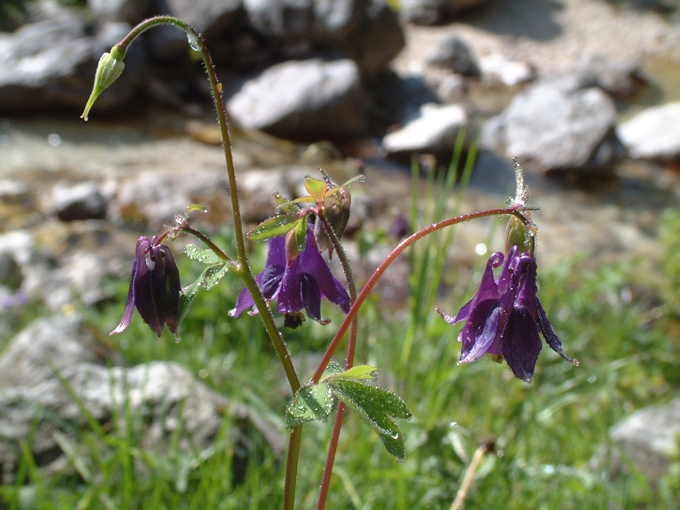 Aquilegia vulgaris / Aquilegia comune